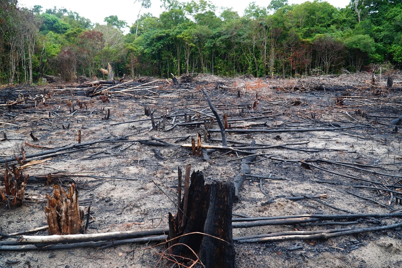 Burn clearance and illegal logging destroy the rainforest